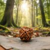 4 Mukhi Rudraksha