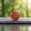 5 Mukhi Rudraksha