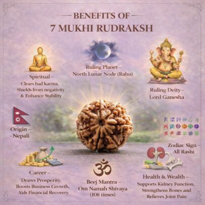 7 Mukhi Rudraksh